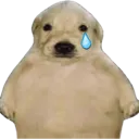 ArrowDogCry