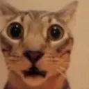 Cat_Surprised