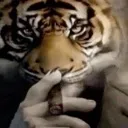 TigerAlpha