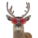 Reindeer