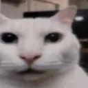 1CannyCat