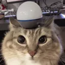 ALERT