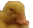 notSMH