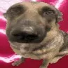 727809whiningdogmemehmmhmhmmm