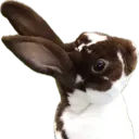 bella bella