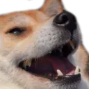 dog_kek
