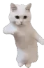 CatTime