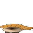 fishcatgif
