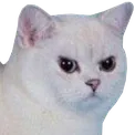 MadCat MadCat