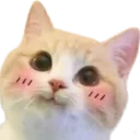 blushkitty