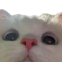 catwhite
