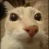 IMayBeStupid IMayBeStupid