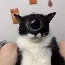 oneeyedcat oneeyedcat