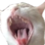 screamingcat Discord sticker from #VTuberTH