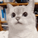 catnope animated GIF emoji - #VTuberTH