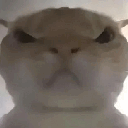 angycat Discord Emoji from #VTuberTH