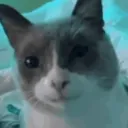 Gulp