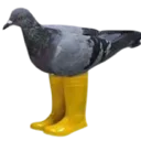 birdchicken