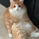 Chico