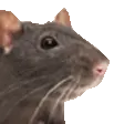 ratdance