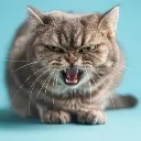 angry_cat