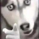 dogo_mcoichungt