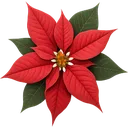 629405christmasflower