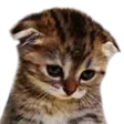 Sadge