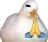praying_duck