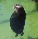 sealspinning sealspinning