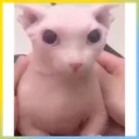 Bingus