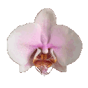 d_nes_zflowerdns animated emote | ⎯𖤐darkmatter