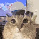 CatAlarm