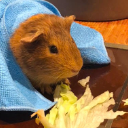 guyslookitsmyguineapighessocute Discord sticker from Twink Tag (discord.gg/femboiss)