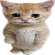 gato