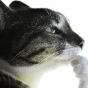 thinker