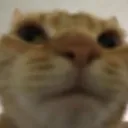 meow