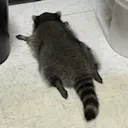 drunk_raccoon