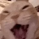 lmeowCat