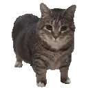 Uia_cat