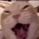 catorangecat