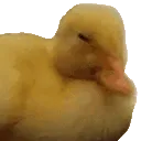 duckno