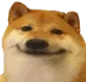 dogsmirk