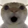 shockedcat