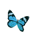 0butterfly1
