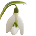 snowdrop