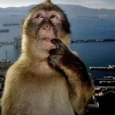 Thinking_Monkey
