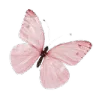 lpinkbutterfly