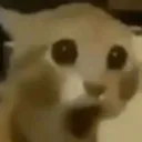 pog