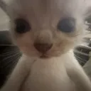 vbrownsillykitty vbrownsillykitty